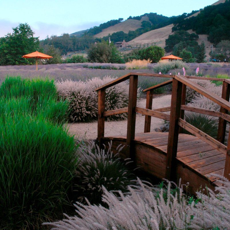 Matanzas Creeks' lavender field 